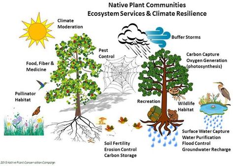 Overview Ecosystem Services & Nature Based Solutions - Native Plant Conservation Campaign Forest Vegetation, Ecosystem Services, Nitrogen Fixation, Green School, Water Food, Economic Policy, World Water, Food Forest, Wildlife Habitat