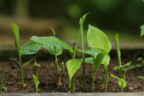 How to Plant & Grow Turmeric in the UK | The Turmeric Co. Growing Turmeric, Grow Turmeric, Turmeric Plant, Turmeric Shots, Allotment Gardening, Turmeric Benefits, Turmeric Root, Herbaceous Perennials, Unusual Plants