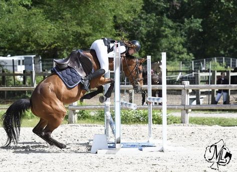 Show Jumping Horses, Nikon D500, Horse And Rider, Horse Aesthetic, Star Stable, Fox Hunting, Brown Horse, Horse Drawings, Sport Horse