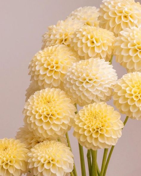 Delilah Flower, Dalia Flower, Dahlias Wedding, Dahlia Bouquet, Yellow Bouquets, Flower Farmer, Flowers Bouquet Gift, Flower Therapy, Floral Photography