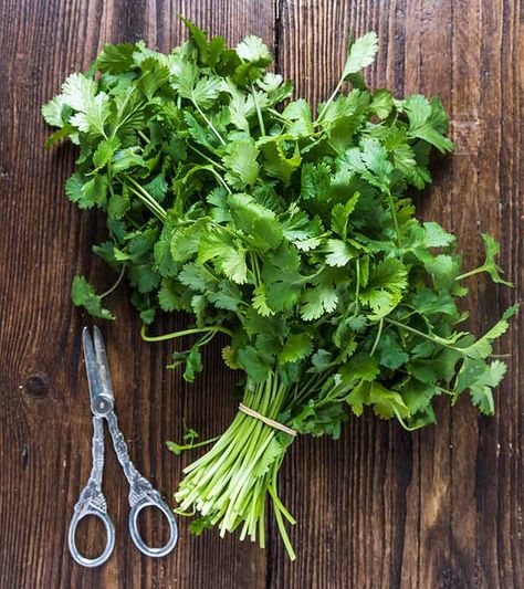 Benefits Of Cilantro, Cilantro Benefits, Grow Cilantro Indoors, Castor Oil For Eyes, Growing Cilantro, Cilantro Recipes, Potato Juice, Tattoo Plant, Guava Leaves