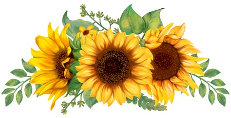 Botanical Flowers Print, Sunflower Images, Sunflower Drawing, Small Sunflower, Sunflowers And Daisies, Apple Logo Wallpaper Iphone, Sunflower Pictures, Sunflower Bouquet, Sunflower Wall Art