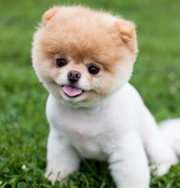 What Kind of Breed is Boo, The Cutest Dog in the World? Dogs Haircut, Boo The Cutest Dog, Boo Puppy, Pomeranian Boo, Boo Dog, Boo And Buddy, Puppy Teacup, World Cutest Dog, Boo The Dog