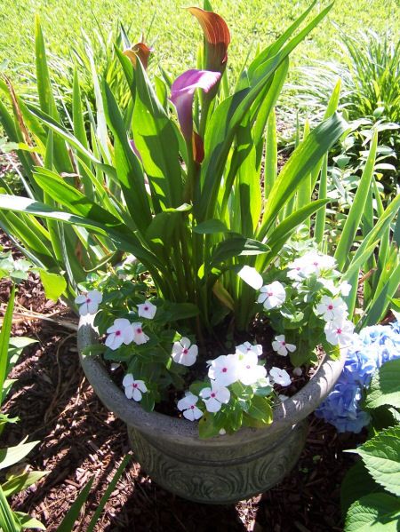 Calla Lily Pot Ideas, Calla Lily Planter Ideas, Summer Pots, New Guinea Impatiens, Summer Planters, Ball Workouts, Summer Planter, Calla Lily Flower, Wedding Plants