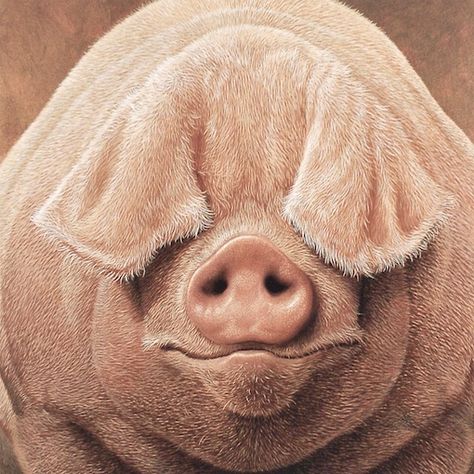 Animal Reference, Green Acres, Pig Art, Little Pigs, Bathroom Space, Wildlife Art, Animal Photo, 귀여운 동물, Country Life