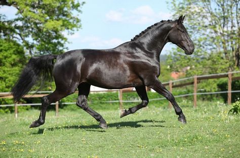 Brabant Horse, Different Horse Breeds, Dutch Warmblood, Impossible Pie, Warmblood Horses, Horse Pics, Horse Colors, Morgan Horse, Horse Dressage