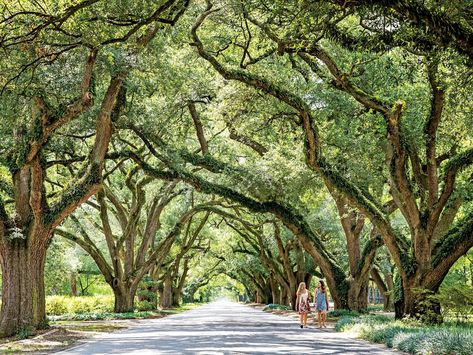 2. Aiken, South Carolina Aiken South Carolina, Cumberland Island, Tourism Development, Eureka Springs, Live Oak, Coastal Landscape, Coastal Towns, Down South, Charleston Sc