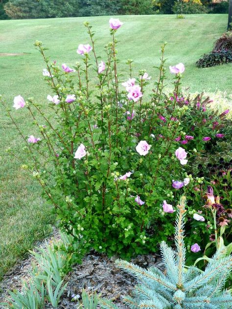 How and When to Prune Rose of Sharon Rose Of Sharon Blue Chiffon, How To Prune Rose Of Sharon, Rose Of Sharon Landscape Ideas, Rose Of Sharon Tree, Rose Of Sharon Bush, Prime Rose, Rose Hedge, Pruning Plants, Landscaping With Roses