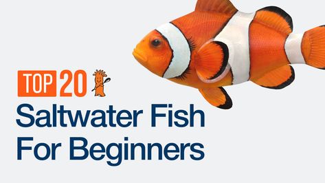 Saltwater Tank Setup, Fish For Beginners, Sps Coral, Saltwater Aquarium Fish, Fish Ideas, Saltwater Fish Tanks, Aquarium Maintenance, Fishing For Beginners, Salt Water Fish