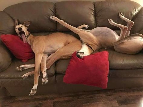 Goofy Dog, Love My Dog, Funny Dog Pictures, Therapy Dogs, Sleeping Dogs, Funny Animal Pictures, Whippet, Greyhound, I Love Dogs