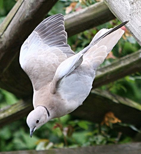 Dove Reference, Collared Dove, Bird Anatomy, Horse Poses, Animal Studies, Dove Pigeon, Dove Bird, Animal Study, Avengers Funny