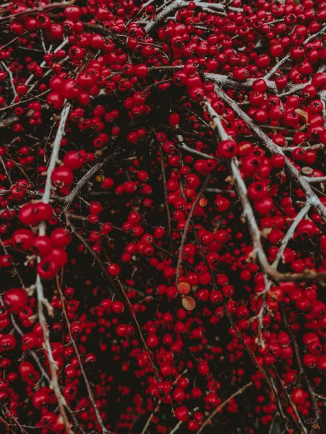 winter bush with red berries Winter Berry Aesthetic, Red Berries Aesthetic, Ivy Wall, House Flowers, Winter Berry, Dark Fairytale, Winter Berries, Berry Bushes, Winter Red