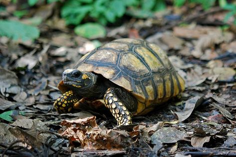 Kuda Nil, Yellow Bellied Slider, Types Of Turtles, Red Footed Tortoise, Turtle Facts, Eastern Box Turtle, Slider Turtle, Turtle Images, Tortoise Care