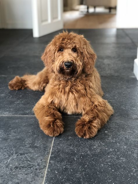 Medium labradoodle ❤️ Medium Labradoodle, Labradoodle Medium, Haircut Style, Black Chocolate, Boxer Mix, Teacup Chihuahua, Dog List, Newfoundland Dog, Pugs Funny