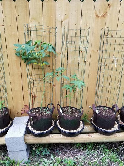 As seen on Larry Hall's Grow Bag System FB; someone had the brilliant idea to use oil drain pans for the water reservoir. Which are less than 3.00 at Walmart. Less space, less gravel, looks awesome. Brilliant. I may never dig a garden bed again. You can grow Anything in these! Grow Bag Trellis, Garden Grow Bags, Grow Bag Garden Layout, Garden Bags Ideas, Temporary Garden Ideas, Bag Gardening Ideas, Growbag Garden Ideas, Grow Bags Gardening Vegetables, Grow Bag Garden Design