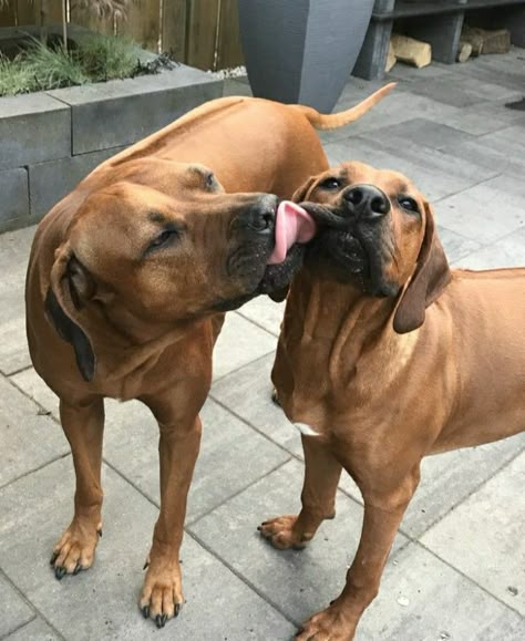 Rodisian Ridgeback Dogs, Rodisian Ridgeback, Ridgeback Puppies, Rhodesian Ridgeback Puppies, Ridgeback Dog, Rhodesian Ridgeback Dog, Big Dog Breeds, Rhodesian Ridgeback, Sweet Dogs