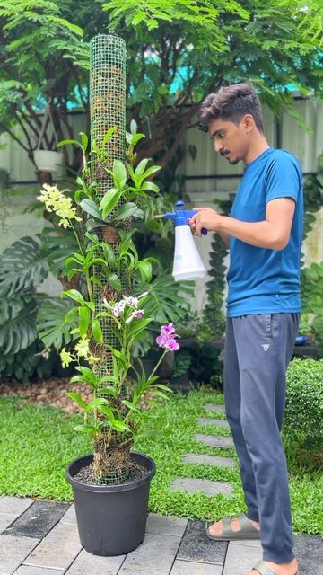 𝑻𝒉𝒆 𝑮𝒂𝒓𝒅𝒆𝒏𝒆𝒓 𝒃𝒚 𝑭𝒂𝒚𝒂𝒔 on Instagram: "DIY Orchid Tower🌸 Materials required: -Plastic coated metal mesh -pvc pipe -large pot -Mix : Leca balls , charcoal , Cocochips -Orchids Orchids are from @suluz_diaries  🛒Checkout the catalogue on suluzorchids.com  WhatsApp at 7034016968  #orchids #diy #gardenideas #flowers #dendrobium #phelanopsisorchids" Orchid Potting Mix Diy, Hanging Orchids Indoors, Diy Orchid Pot, Orchids On Trees, Orchid Tower, Backyard Grill Ideas, Diy Orchids, Orchid Potting Mix, Orchid Wall