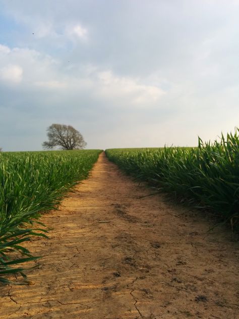 Small Things | Corn Field Path... Corn Field, Low Angle, Small Things, Corn, Country Roads, Road