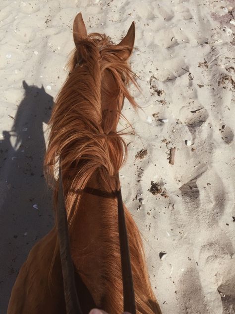 Christie Tyler, Horse Back Riding, Flipagram Instagram, Equestrian Helmet, Horse Wallpaper, Horse Aesthetic, Most Beautiful Horses, Brown Horse, Cute Horses