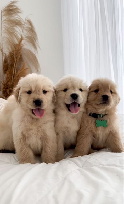 Tattoos Dog, Puppy Teacup, Chien Golden Retriever, Cute Fluffy Dogs, Cute Dog Wallpaper, Puppies Cute, Cute Dogs Images, Very Cute Puppies