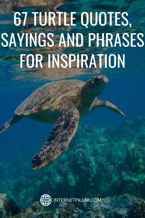 67 Turtle Quotes, Sayings and Phrases for Inspiration - #quotes #bestquotes #dailyquotes #sayings #captions #famousquotes #deepquotes #powerfulquotes #lifequotes #inspiration #motivation #internetpillar Sea Turtle Quotes Inspiration, Turtle Inspiration Quotes, Quotes About Turtles, Turtle Captions Instagram, Sea Turtle Sayings, Turtle Sayings Quotes, Ocean Sayings And Quotes, Turtle Quotes Inspiration, Sea Turtle Quotes