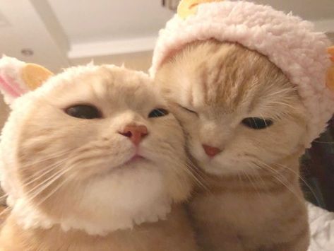 Two Cats, Hats, Pink