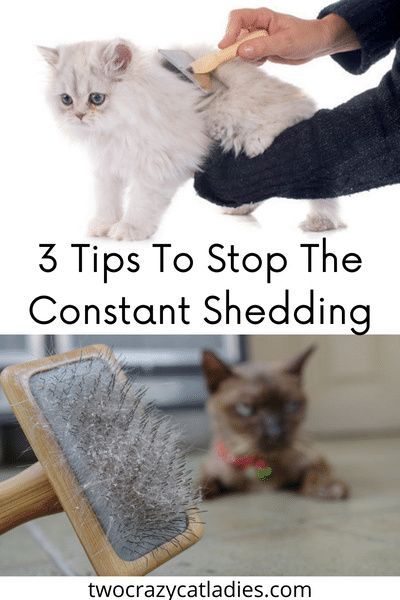 If you have constant shedding in your home, this isn’t normal. Cat people have a reputation of “wearing fur” all the time because many think that cats just shed all the time. Cats will shed their fur from time to time, but consistent shedding is an indicator that something’s not right. Cat Shedding Solutions, Cat Shedding, Long Haired Cats, Healthy Cat, Cat Care Tips, Natural Cat, Cat Garden, Cat Parenting, Cat Help