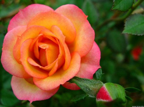 Gorgeous color! Love the contrast colors of the orange and pink together ! Orange Rose Tattoo, Tattoo Ideas For Grandma, New Zealand Flowers, Pink Flower Tattoos, Tattoos Roses, Wallpaper Pink And Orange, Flowers Single, Pink Rose Tattoos, Flower Tat