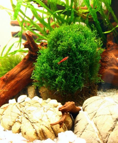 5 easy types of aquarium moss | Houseplant Central Moss Aquarium, Houseplant Inspiration, Aquarium Moss, Aquarium Inspiration, Aquarium Algae, Red Cherry Shrimp, Freshwater Plants, Types Of Moss, Growing Moss