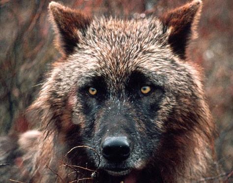 did you know the wolf has one of the widest ranges of size, shape and color of any mammal in north america? what a unique black face on this beautiful red wolf! Brown Wolf, Wolf Husky, Wolf Hybrid, Wolf Photos, Wolf Love, Red Wolf, Wild Wolf, Wolf Pictures, Wolf Spirit