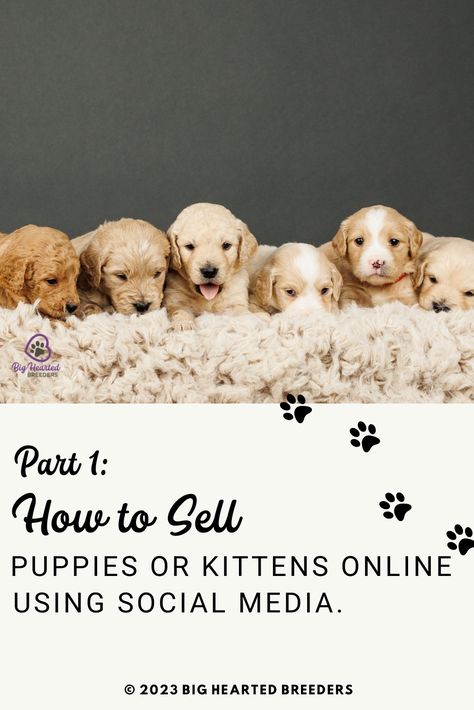 Struggling to sell your litters? The market is tough but there are ways to utilize social media to your benefit! #BigHeartedBreeders #MiniGoldenRetriever #MiniGoldens #PuppyLife #Puppies #MiniGoldenRetriever #MiniGoldenRetrievers #MiniGoldenRetrieverPuppy #MiniGoldenRetrieverPup #DogBreeders #DogBreeder #BreederTips #PetBreeder #BusinessTips #SocialMediaBusinessTips #BreederTraining How To Advertise Puppies For Sale, How To Sell Puppies, Selling Puppies Ideas, Puppy Whelping, Mini Golden Retriever, Puppy Announcement, Puppy Litter, Dog Breeding, Puppies Tips