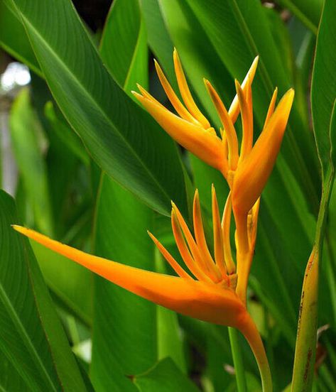 The Flowers of Bali - Blog on Thursd Bali Flowers, Bird Of Paradise, Planting Vegetables, Flowers Perennials, All About Plants, Water Plants, Balinese, Outdoor Plants, Tropical Flowers