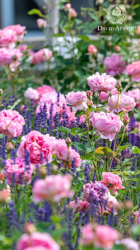 Create a charming two-plant cottage garden by combining the beauty of English Roses with the elegance of English Lavender. This duo offers a vibrant, easy-to-maintain garden full of colour and charm. Rose Cottage Garden, Rose And Lavender Garden, Lavender Garden Ideas, Cottage Style Garden, Rose Hedge, Cottage Garden Ideas, English Rose Garden, Cottage Garden Roses, Barn Living