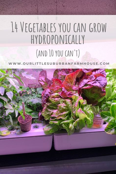 14 Vegetables you can grow hydroponically (and 10 you can’t) - Our Little Suburban Farmhouse Best Vegetables To Grow Hydroponic, Growing Lettuce Hydroponically, What To Grow In Aerogarden, Counter Top Hydroponics, What To Grow In Hydroponics, How To Grow Hydroponic Plants, What To Plant In Hydroponics, Best Plants To Grow In Aerogarden, Best Hydroponic Plants