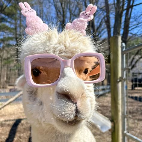 Be your own kind of bunny. #easter2024 #petslover #toocute #petoftheday 🦙Farm updates🦙 😃April 6th season opens 😊Limited tickets available for Bonnet Bonanza 😀Private treks and farm tours available week days Maggie the alpaca Farm Visit, Cute Alpaca, Farm Tour, Llama, Alpaca, Animal Lover, Funny Animals, Humor, Funny