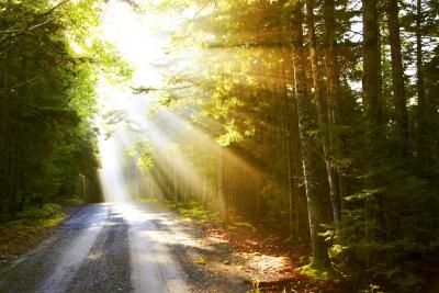 How to Paint Rays of Light Types Of Renewable Energy, Coral Bleaching, Sun Flare, Natural Skin Tone, Fast Growing Trees, Natural Sunscreen, Acadia National Park, Renewable Energy, Image Hd