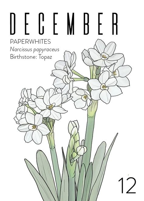 December Flower, Floral Drawings, December Birth Flower, May Birth Flowers, Digital Art Journal, Wholesale Plants, Birthday Gifts For Grandma, Floral Drawing, Birth Month Flower