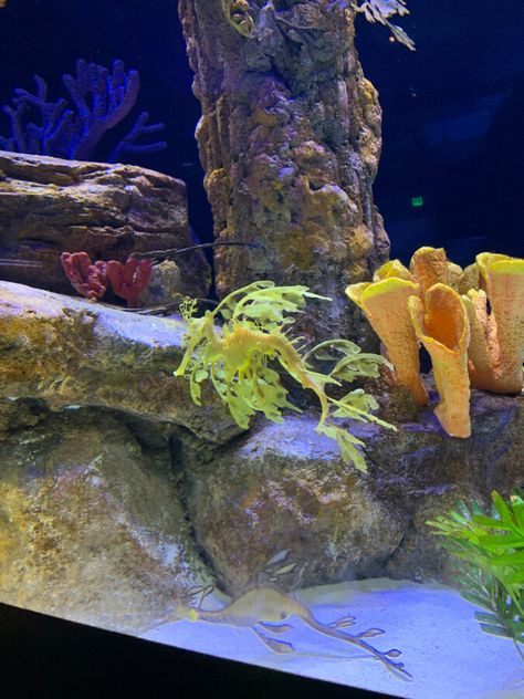 Sea Dragon at the Birch Aquarium at Scripps, San Diego Weedy Sea Dragon, Birch Aquarium, Photography Bucket List, San Diego Travel, Mesmerizing Beauty, Sea Dragon, Family Trips, Oceanography, Photo A Day