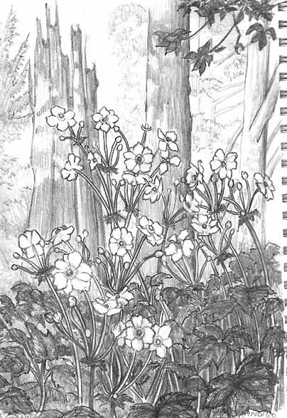 pencil sketch of wild flowers roses in Stanley Park Vancouver BC landscape pencil drawing by contemporary Canadian Artist INDIGO aka Kim Hunter,Landscape sketches, wildlife, nudes, people, portraits, pets, Sketches Tattoo Design, Landscapes Sketches, Wildlife Sketches, Sketches Tattoo, Kim Hunter, Stanley Park, Graphite Drawings, Vancouver Bc, Pencil Drawings