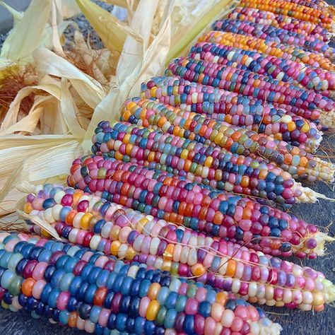 Personal Aesthetic • Instagram Colored Corn, Gem Corn, Flint Corn, Glass Gem Corn, Field Corn, Taco Shells, Human Food, Corn Chips, Biodegradable Plastic