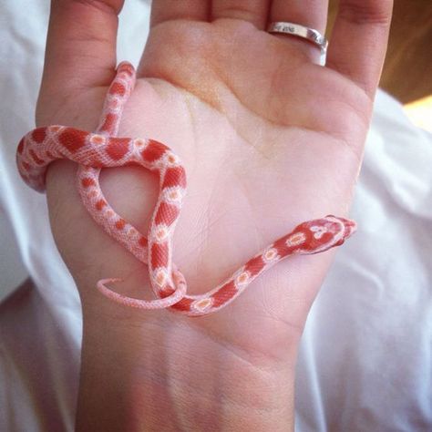 Pet snakes, I have Dino. He is a baby corn snake.: Corn Snakes, Pet Snakes, Baby Snakes, Pink Boy, Pet Lizards, Cool Snakes, Baby Corn, Colorful Snakes, Pretty Snakes