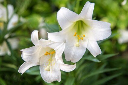 white-easter-lillies Easter Lilies, Sweet Woodruff, Pocket Garden, Easter Lily, Cottage Garden Plants, Blue Garden, Black Eyed Susan, Fragrant Flowers, Ornamental Grasses