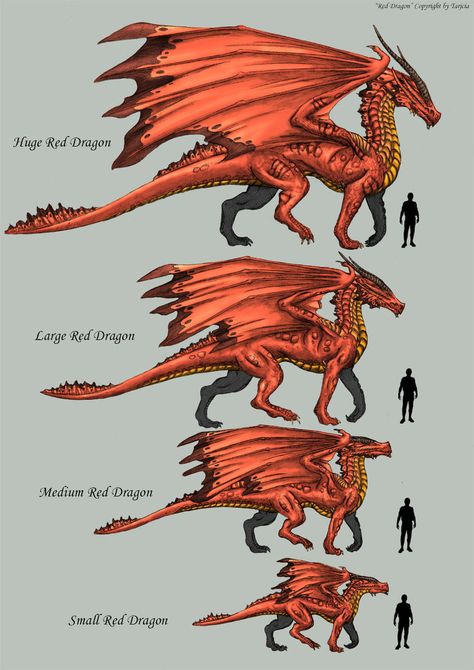 Dragon Anatomy, Types Of Dragons, Dnd Dragons, Dragon Scales, Dragon Sketch, Cool Dragons, Fantasy Beasts, Dragon Rider, Creature Drawings