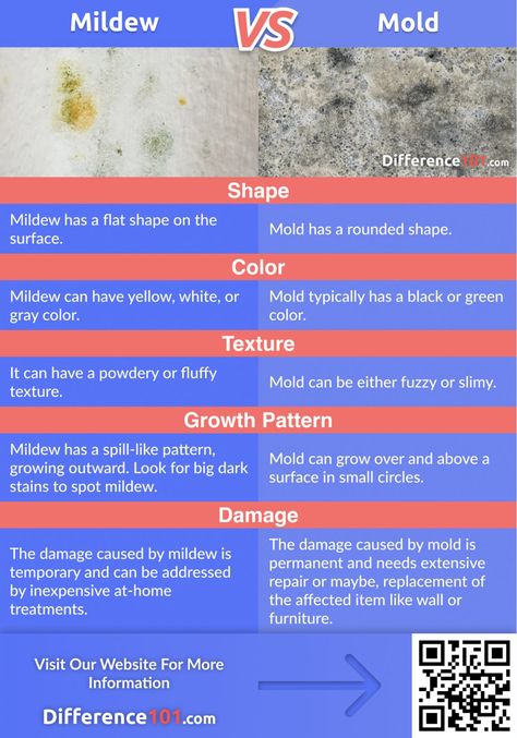 Mold On Walls, Mold On Bathroom Ceiling, Diy Mold Remover, Natural Household Products, Mold And Mildew Remover, Mold Illness, Dental Infection, Stain Removal Guide, Art Restoration