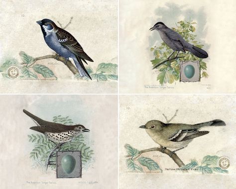 Vintage Bird Art Prints - free downloadable vintage ornithology prints! Would be pretty framed as wall art or printed smaller as special note cards or stationery. Love them! Free Printables Birds, Printable Birds Free, Free Vintage Art Prints, Upcycled Antiques, Vintage Bird Prints, Bird Printables, Botanical Printables, Vintage Bird Illustration, Bird Free