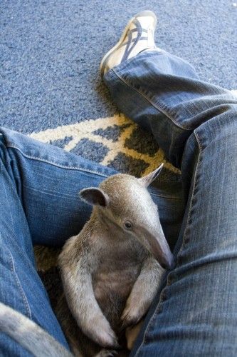 Anteater Aesthetic, Im So Jealous, Coquette Animals, Silly Animal Pictures, Critters 3, Cute Animals Images, Silly Animals, Weird Animals, Animals Images