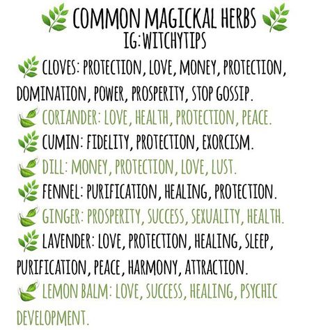 A list of common herbs & their magickal properties! 🌿 These herbs can be found at your local grocery store in the fresh section or spice… Witchytips Instagram, Magical Tattoos, Witchy Herbs, Herb Magick, Green Witchery, Magick Herbs, Witches Kitchen, Herbal Candles, Herbs To Grow