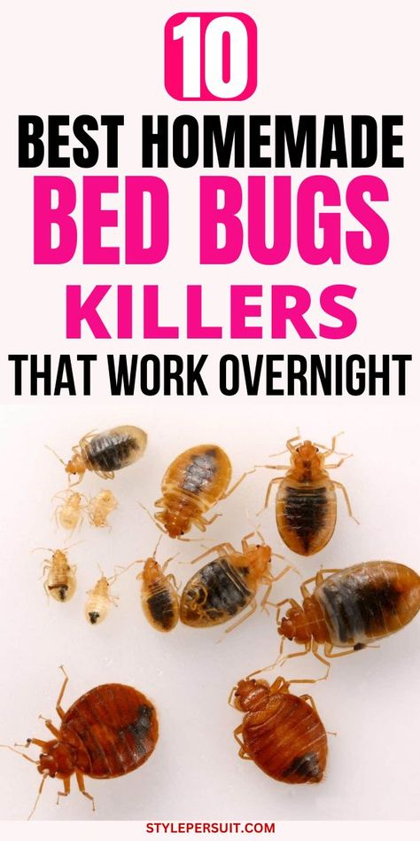 If you’re dealing with a bed bug infestation, fret not! This guide, we will walk you through step-by-step how to kill bed bugs from your home. Bed Bugs Essential Oils, What Kills Bed Bugs, Bed Bug Remedies, Get Rid Of Bed Bugs, Small Rat, Kill Roaches, Bug Infestation, Kill Bed Bugs, Kill Bugs