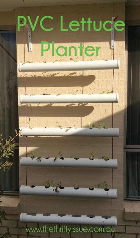 Since we got chickens our vegetable garden has been looking less than full and while it is winter here lettuce still grows well and we eat a lot of lettuce which we prefer to grow ourselves than buy. My hubby and 7yr old worked out an easy PVC pipe hanging planter that holds 36 lettuce … Diy Hydroponics, Growing Winter Vegetables, Vertical Vegetable Gardens, Gutter Garden, Indoor Vegetables, Hydroponics Diy, Pvc Pipe Projects, Vertical Vegetable Garden, Eat A Lot