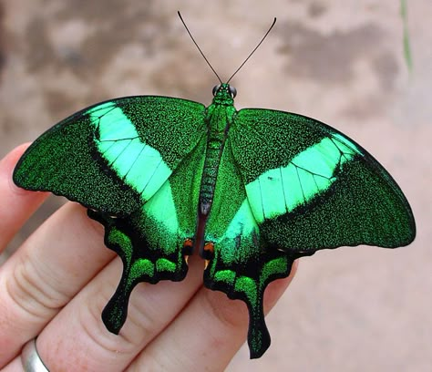 Emerald Swallowtail Butterfly also called Emerald Peacock Butterfly Emerald Moth, Photo Papillon, Papillon Butterfly, Peacock Butterfly, Moth Caterpillar, Swallowtail Butterfly, Beautiful Bugs, Butterfly Kisses, Green Butterfly